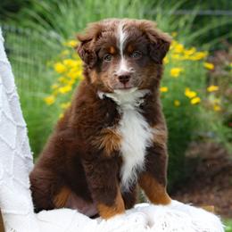 Summer - Red tri female Miniature Australian Shepherd puppy in Mifflin, Pennsylvania from Cabin Hearth Miniature and Toy Australian Shepherds