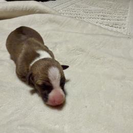 Rainbow dash - Sable female Italian Greyhound puppy in Texas from Italian Greyhounds of Frisco