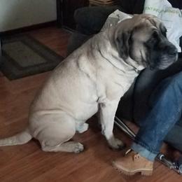 Mastiffs from Theresa's Mastiffs