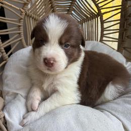 Hunter - Red tri-color male Australian Shepherd puppy in Grants Pass, Oregon from Carmel Mountain Aussies