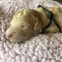 Black - Apricot female Poodle puppy in Redlands, California from LEI Kennels