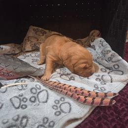 Brown - Golden male Golden Retriever puppy in Lewiston, Idaho from Three Rivers Golden Retrievers