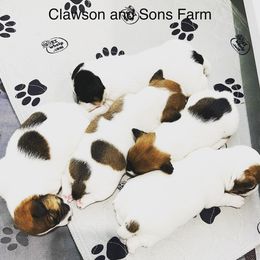 Jack Russell Terriers from Clawson and Sons Farm