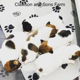 Jack Russell Terriers from Clawson and Sons Farm