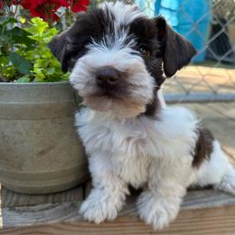 Female 1 - Parti female Miniature Schnauzer puppy in Lowell, North Carolina from Prestigious Schnuazers
