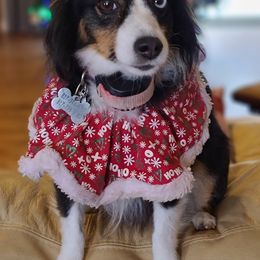 Australian Shepherds, Miniature Australian Shepherds, and Toy Australian Shepherds from Gatlins Groovy Little Aussies