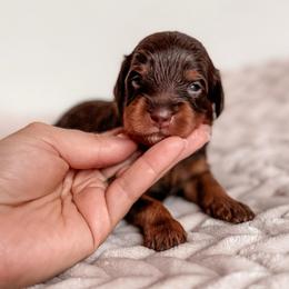 Chips - Chocolate male Cavapoo puppy in Idaho Falls, Idaho from Freckle Paw Family