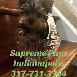 Yorkshire Terrier puppies from Supreme Pups