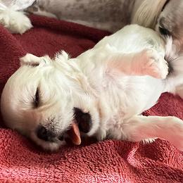 Maltese Puppies from Platinum Dunes Maltese Kennel