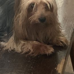 Yorkshire Terrier All Grown Up from Needmore Yorkies