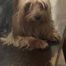 Yorkshire Terrier All Grown Up from Needmore Yorkies