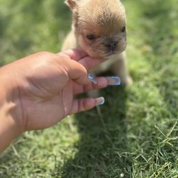 French Bulldog Puppies from Natal Frenchie Haus