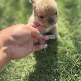 French Bulldog Puppies from Natal Frenchie Haus