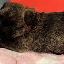 Red collared girl - Brindle female Cairn Terrier puppy in Hastings, Nebraska from D & J SCOTTIES AND CAIRNS & Miniature Long haired Dachshunds