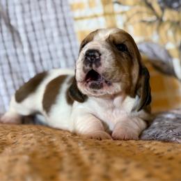 Reba - Mahogany and white female Basset Hound puppy in Hillsboro, West Virginia from Bear Foot Bassets Of West Virginia