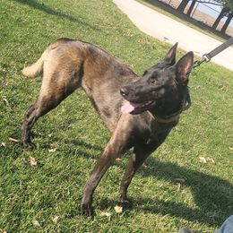 Jekyll - Belgian Malinois