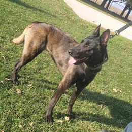 Jekyll - Belgian Malinois