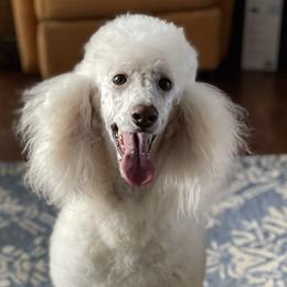 Winter - Poodle