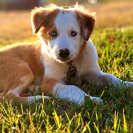Border Collie Puppies from Lil Maine Border Collies