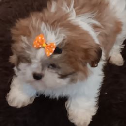 Shih Tzus from The Magical Cottage Farm