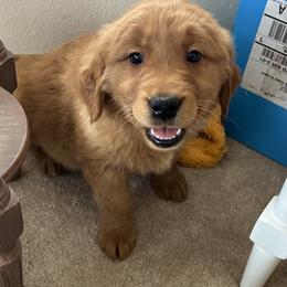 Pinky Pie - Dark golden female Golden Retriever puppy in Mountain Home, Idaho from Poppy's Garden Golden Retrievers