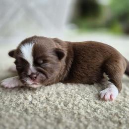 Chocolate and white girl - Chocolate female Shih Tzu puppy in Newark, Ohio from Gemini Kennels