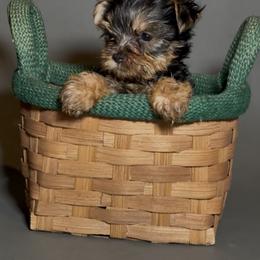Benny - Black and gold male Yorkshire Terrier puppy in San Diego, California from BC Breeders Association