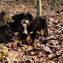 Jet - Black tri male Miniature American Shepherd puppy in Ava, Missouri from Blue Blood Mini Aussies