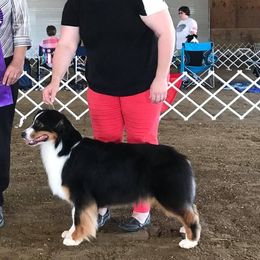 Kiddie - Australian Shepherd