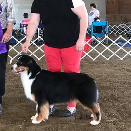 Kiddie - Australian Shepherd