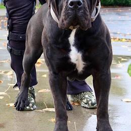 Boerboel All Grown Up from Cascade Boerboels