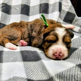 Denali - Merle male Bernedoodle puppy in Forest, Ohio from Mini Doodle Buddies