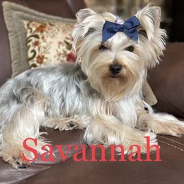 Yorkshire Terriers from Dj’s House of Yorkies