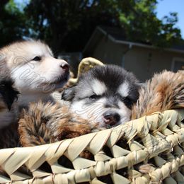 Alaskan Malamute Puppies from Sequoia Timber Malamutes