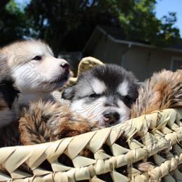 Alaskan Malamute Puppies from Sequoia Timber Malamutes