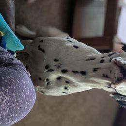 Hodor - Dalmatian