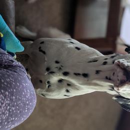 Hodor - Dalmatian