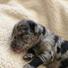 Boy 6 - Merle male Goldendoodle puppy in Meridian, Idaho from Lucy's Golden Doodles