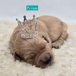 Prism - Apricot female Goldendoodle puppy in Neillsville, Wisconsin from Granton Creek