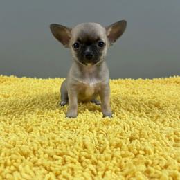 Gracie is spoken for - Black sabled fawn female Chihuahua puppy in Harlan, Iowa from Home Grown Chihuahuas From Iowa