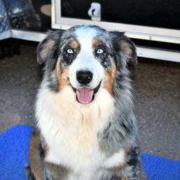 Tippi - Australian Shepherd