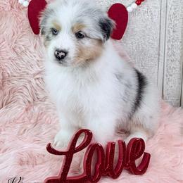 Vow - Blue merle male Australian Shepherd puppy in Jonesborough, Tennessee from Lotus Australian Shepherds