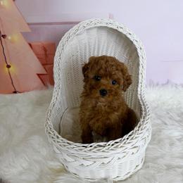 Aki(CKC) - Red  male Poodle puppy in Moreno Valley, California from Yanni's Poodle
