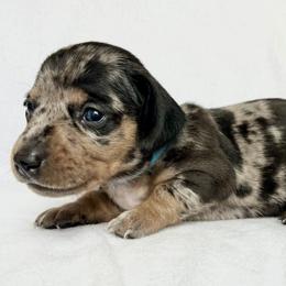 Girl 2 - Dapple female Dachshund puppy in Hollidaysburg, Pennsylvania from Weenie Bros