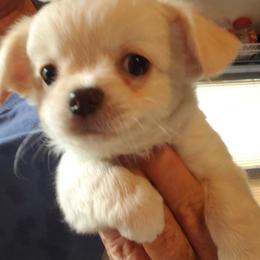 Tiny Tina - Cream female Chihuahua puppy in Nc, Florida from Brusseluv2