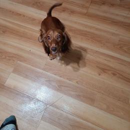 Mocha - Dachshund