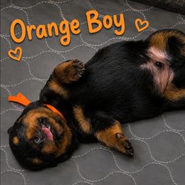 Orange boy - Black and mahogany male Rottweiler puppy in Lake City, Florida from Haus Der Wut Kennels