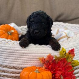 Stuffing - Phantom male Poodle puppy in Grover Beach, California from Central Coast Poodle Paws