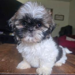 Belle - Brindle female Shih Tzu puppy in Stroudsburg, Pennsylvania from Puppyville Pa Shih Tzu & frenchies