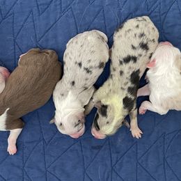 Toy Australian Shepherds from Ausdyssey Toy Aussies